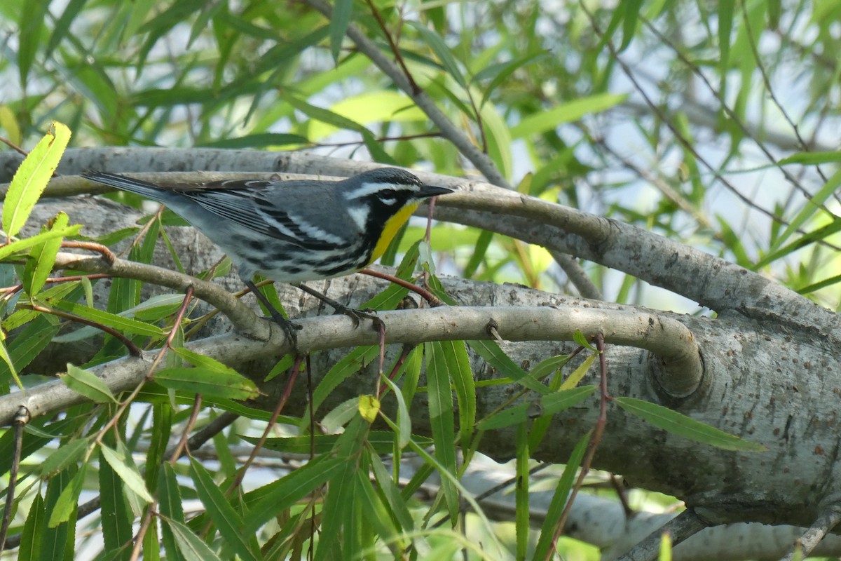 Yellow-throated Warbler - Taylor Yarborough