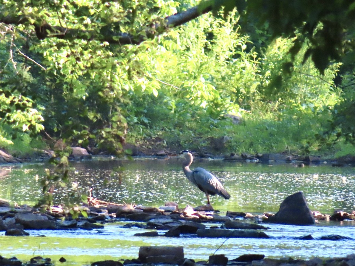 Great Blue Heron - ML619445950