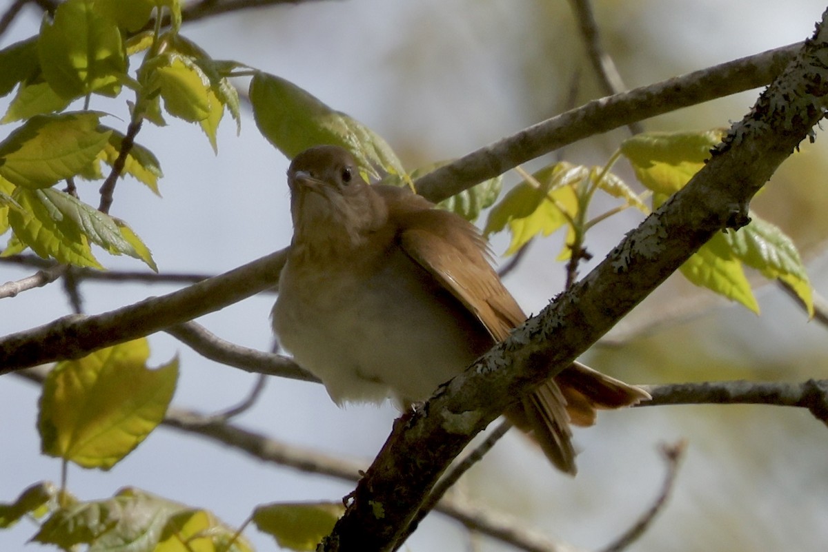 Veery - Bruce Cole