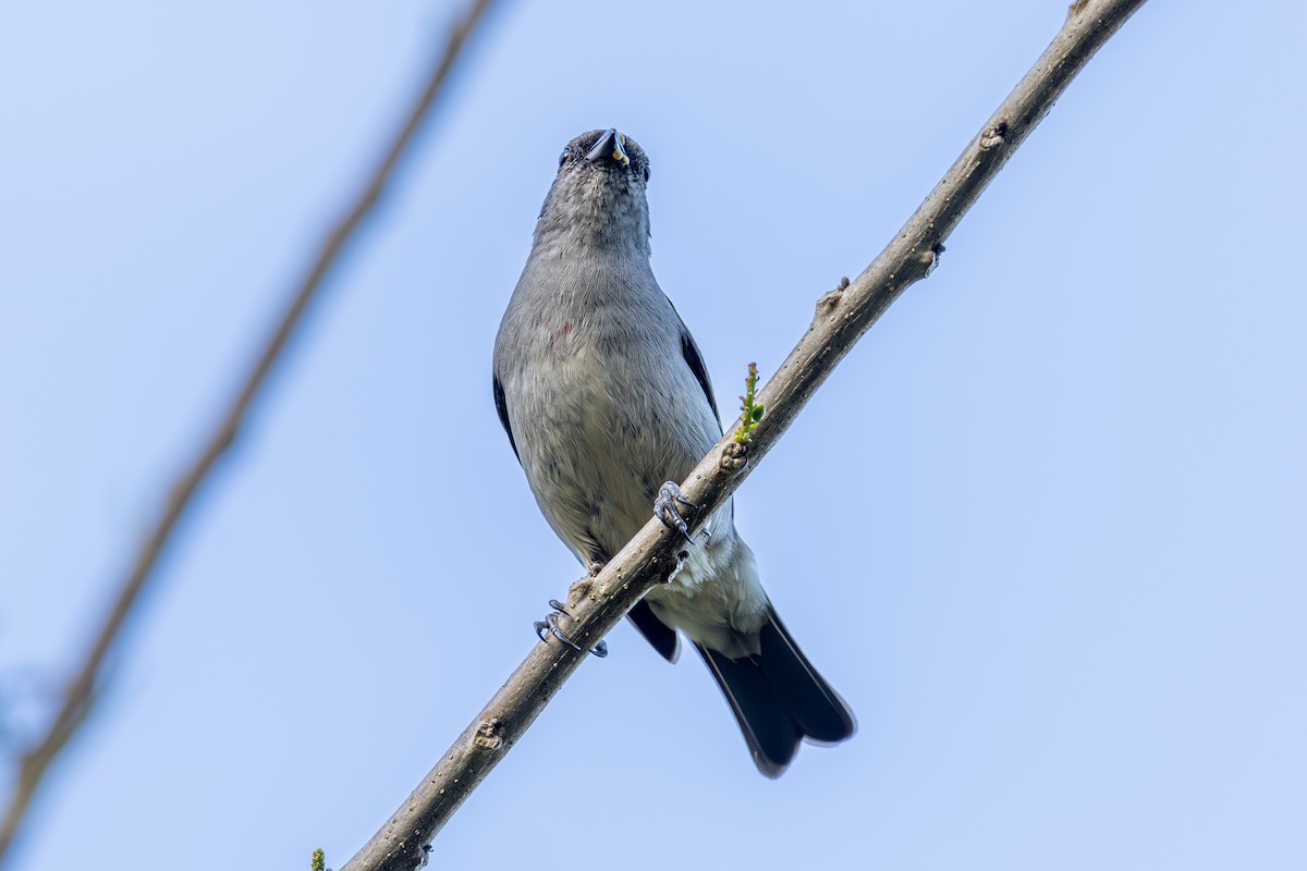 Plain-colored Tanager - ML619445954