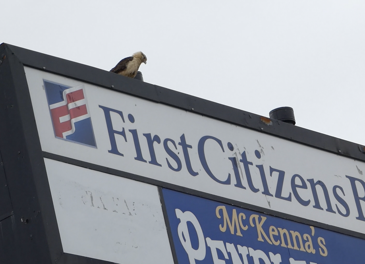 Yellow-headed Caracara - Marty Freeland