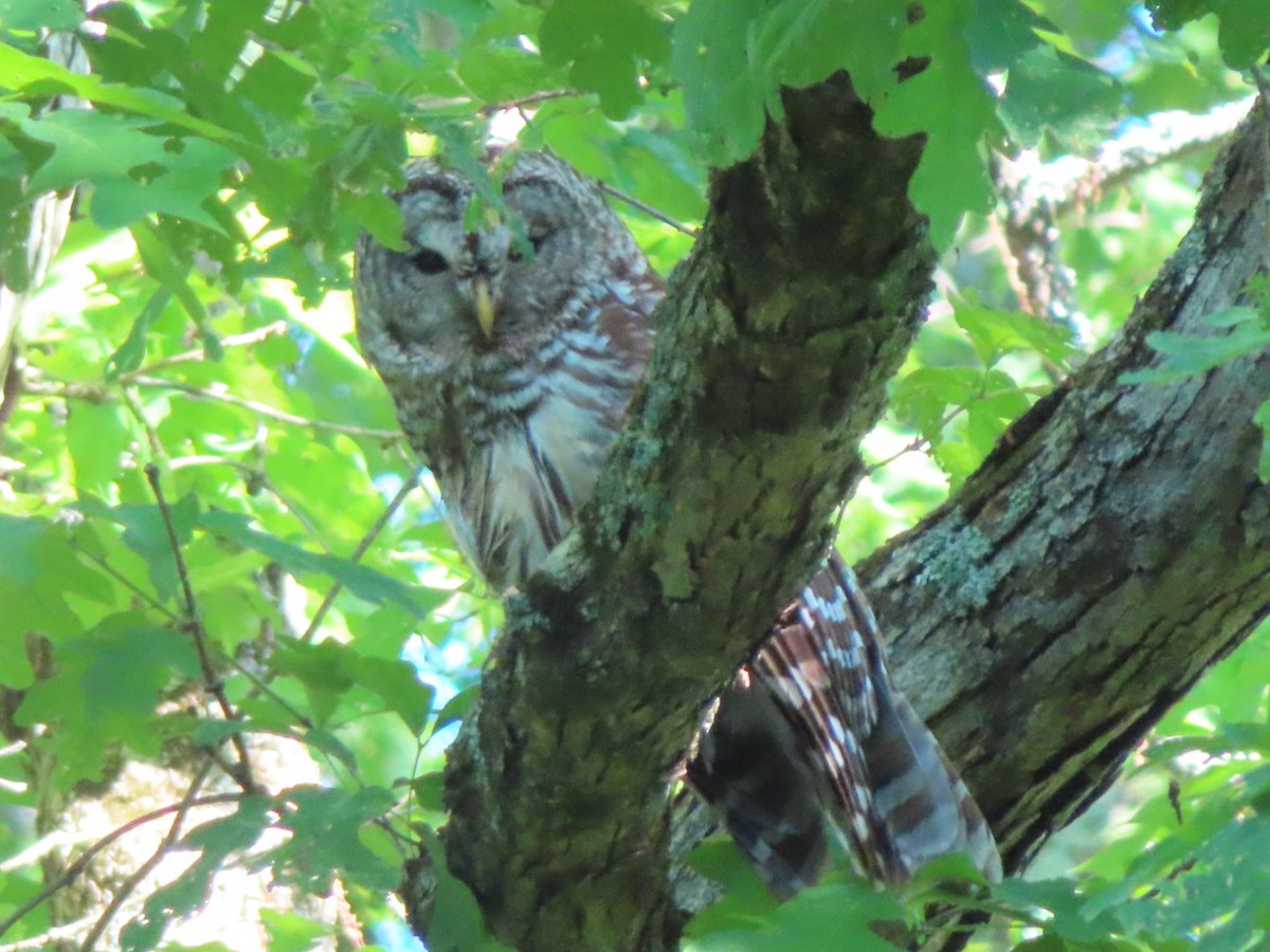 Barred Owl - ML619445961