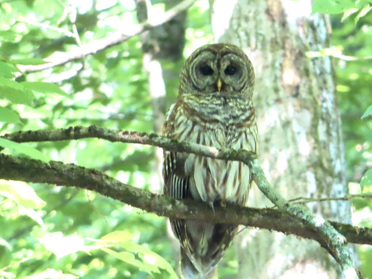 Barred Owl - ML619445962