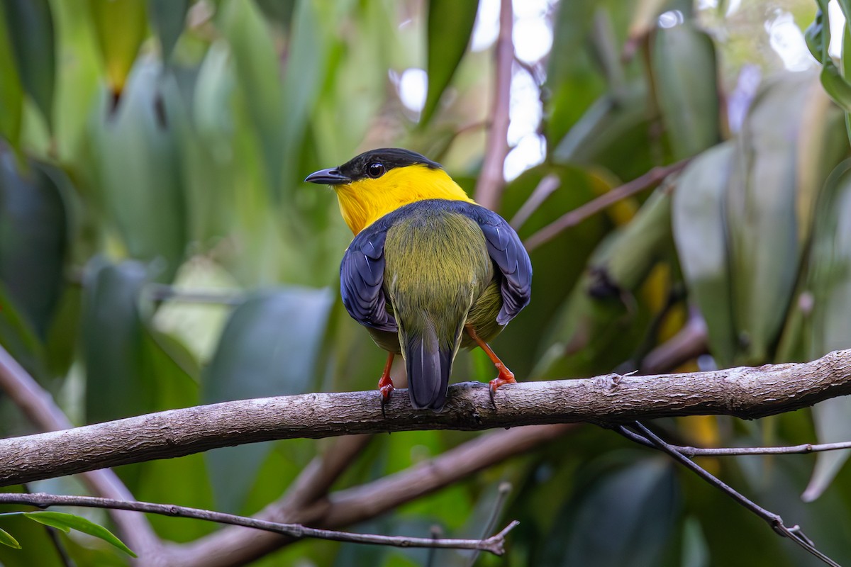 Golden-collared Manakin - Mason Flint