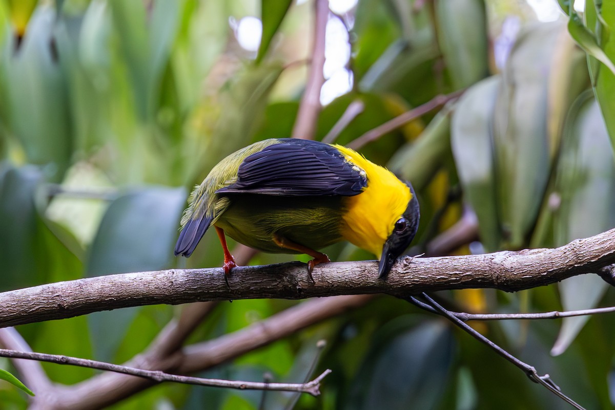 Golden-collared Manakin - Mason Flint