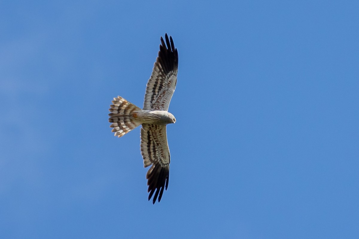 Montagu's Harrier - Nikos Mavris