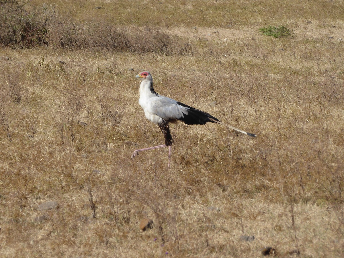 Secretarybird - Meli Gee