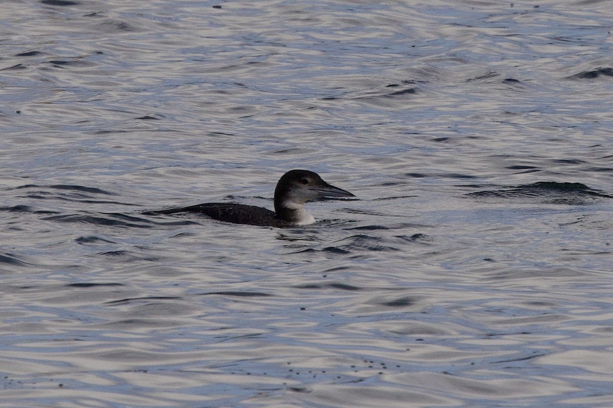 Common Loon - John Bruin