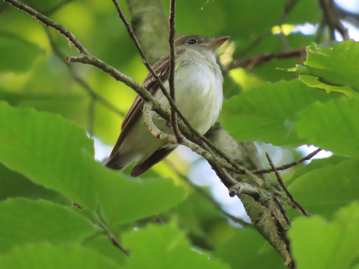 Acadian Flycatcher - Jennifer Segrest