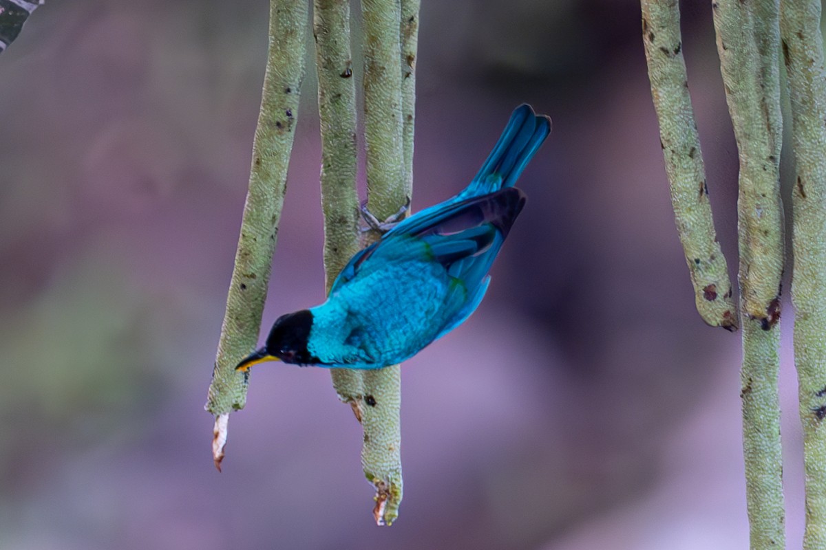 Green Honeycreeper - Mason Flint