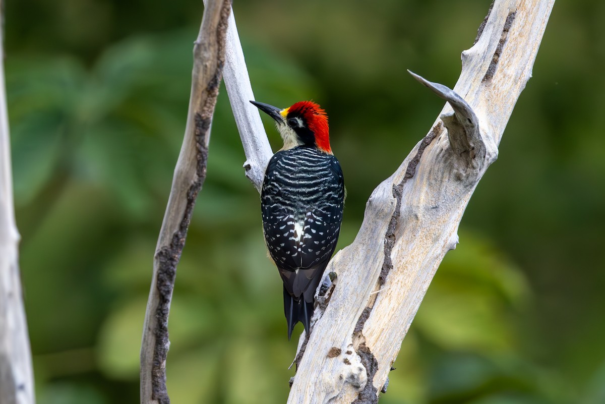 Black-cheeked Woodpecker - Mason Flint