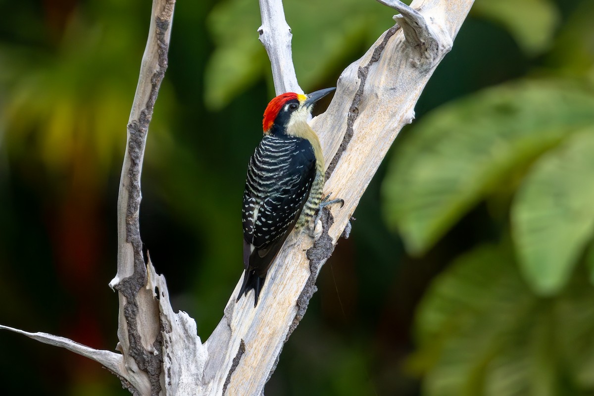 Black-cheeked Woodpecker - Mason Flint