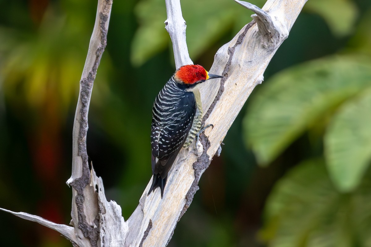 Black-cheeked Woodpecker - Mason Flint