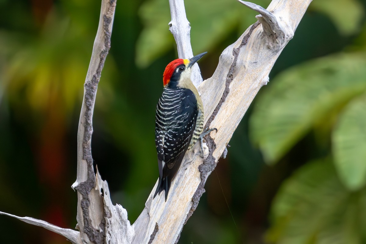 Black-cheeked Woodpecker - Mason Flint