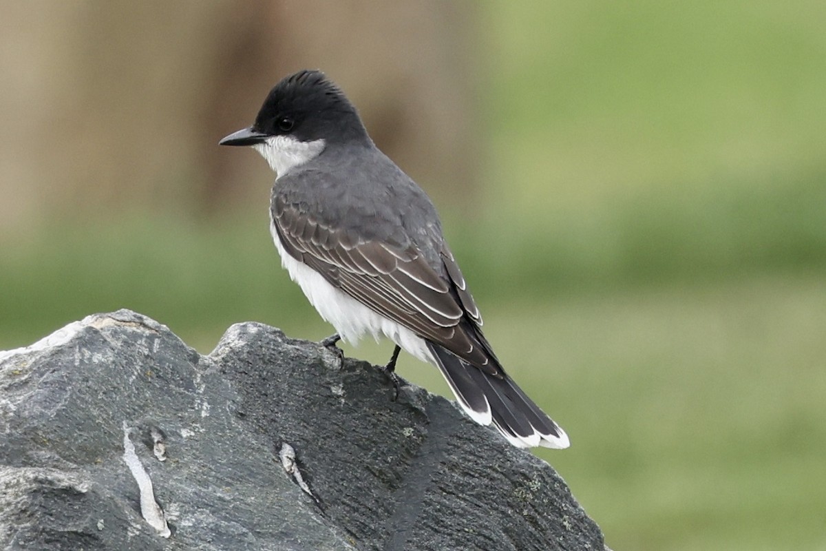 Eastern Kingbird - Bruce Cole