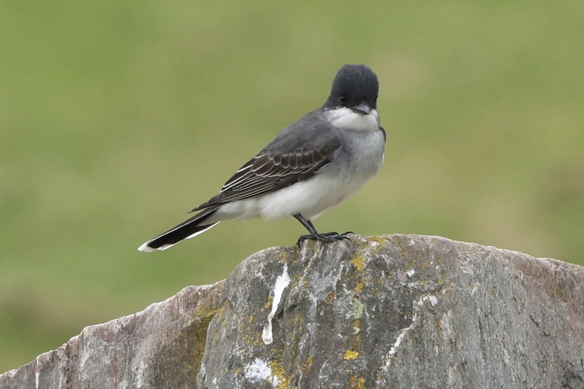 Eastern Kingbird - Bruce Cole