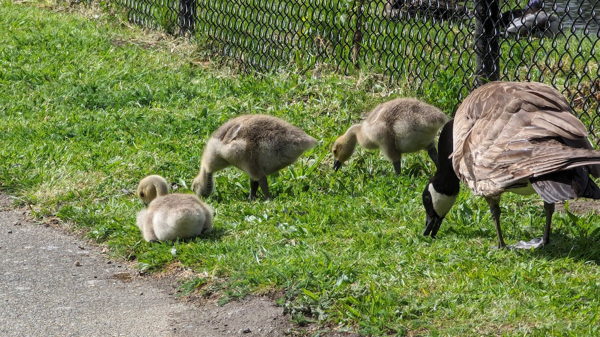 Canada Goose - Anonymous