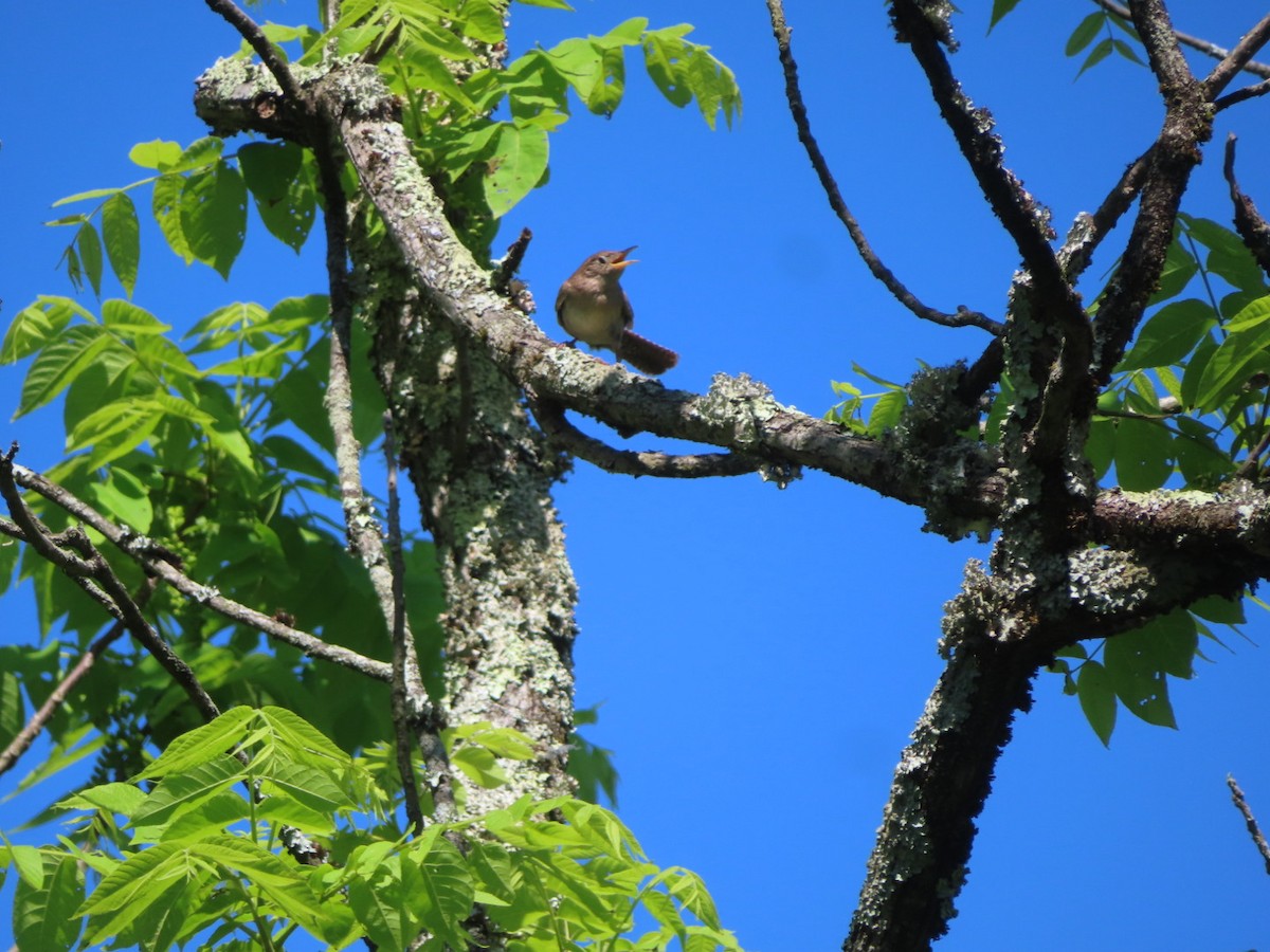 House Wren - ML619446012