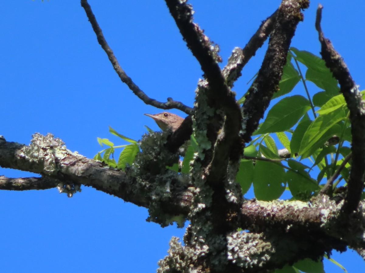 House Wren - ML619446013