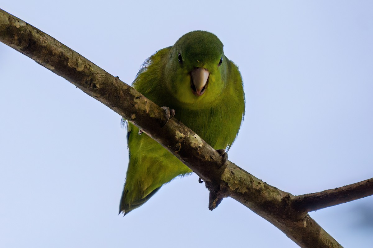 Cobalt-rumped Parrotlet - Kurt Gaskill