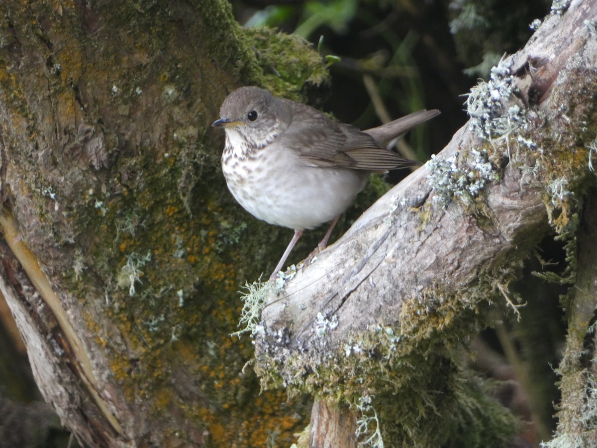 Gray-cheeked Thrush - Marty Freeland