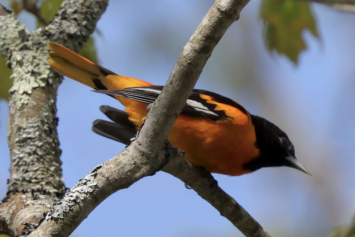 Baltimore Oriole - Bruce Cole