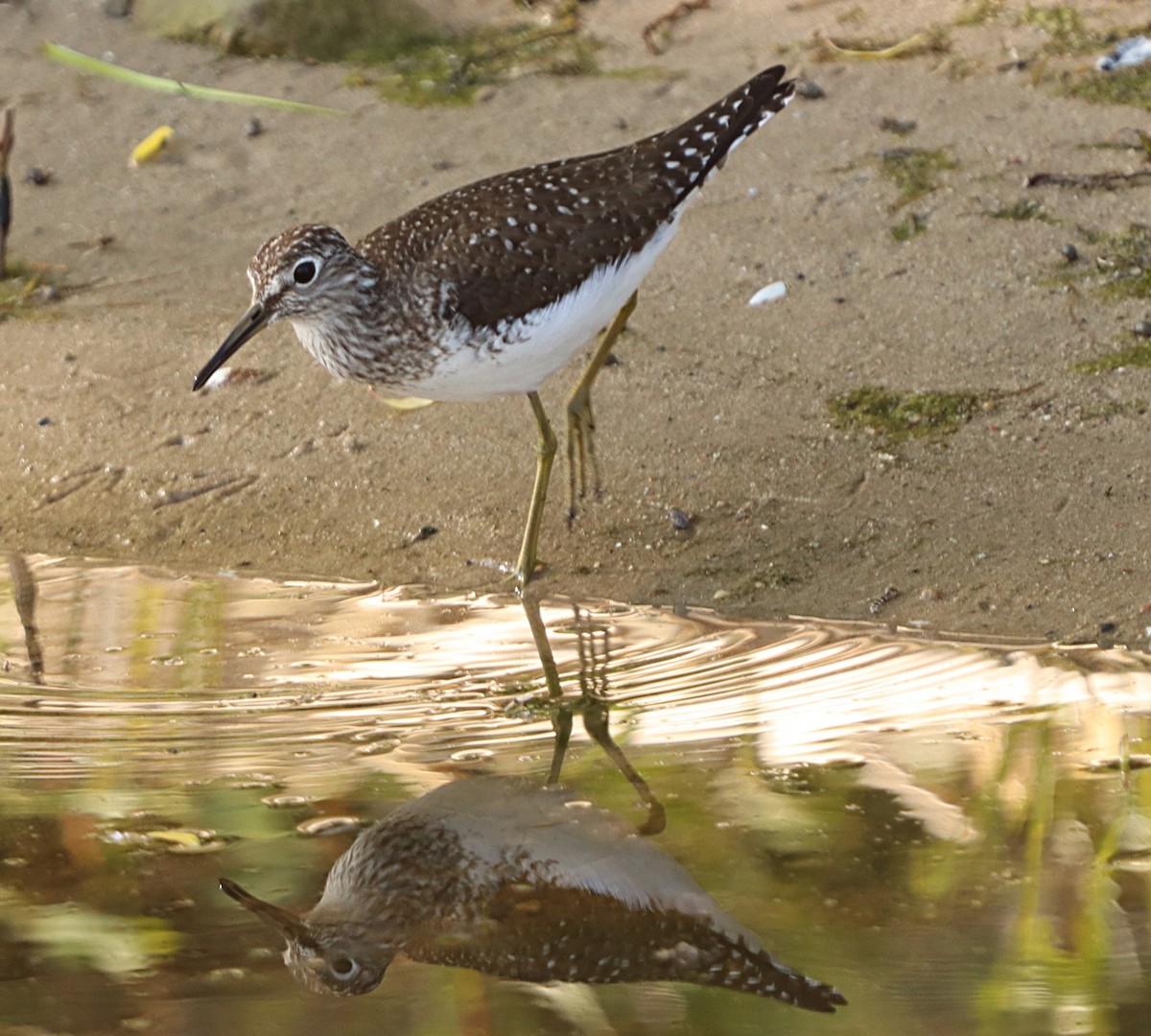 Solitary Sandpiper - Kim Leedom