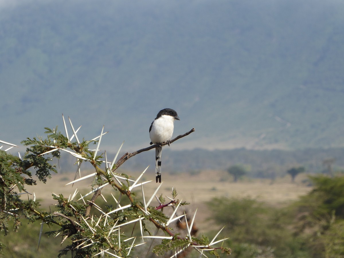 Alcaudón de Los Taita - ML619446030