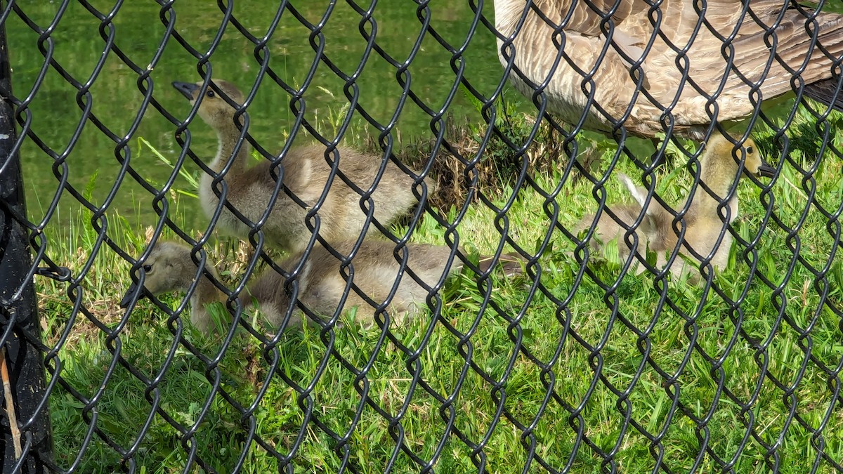 Canada Goose - Anonymous