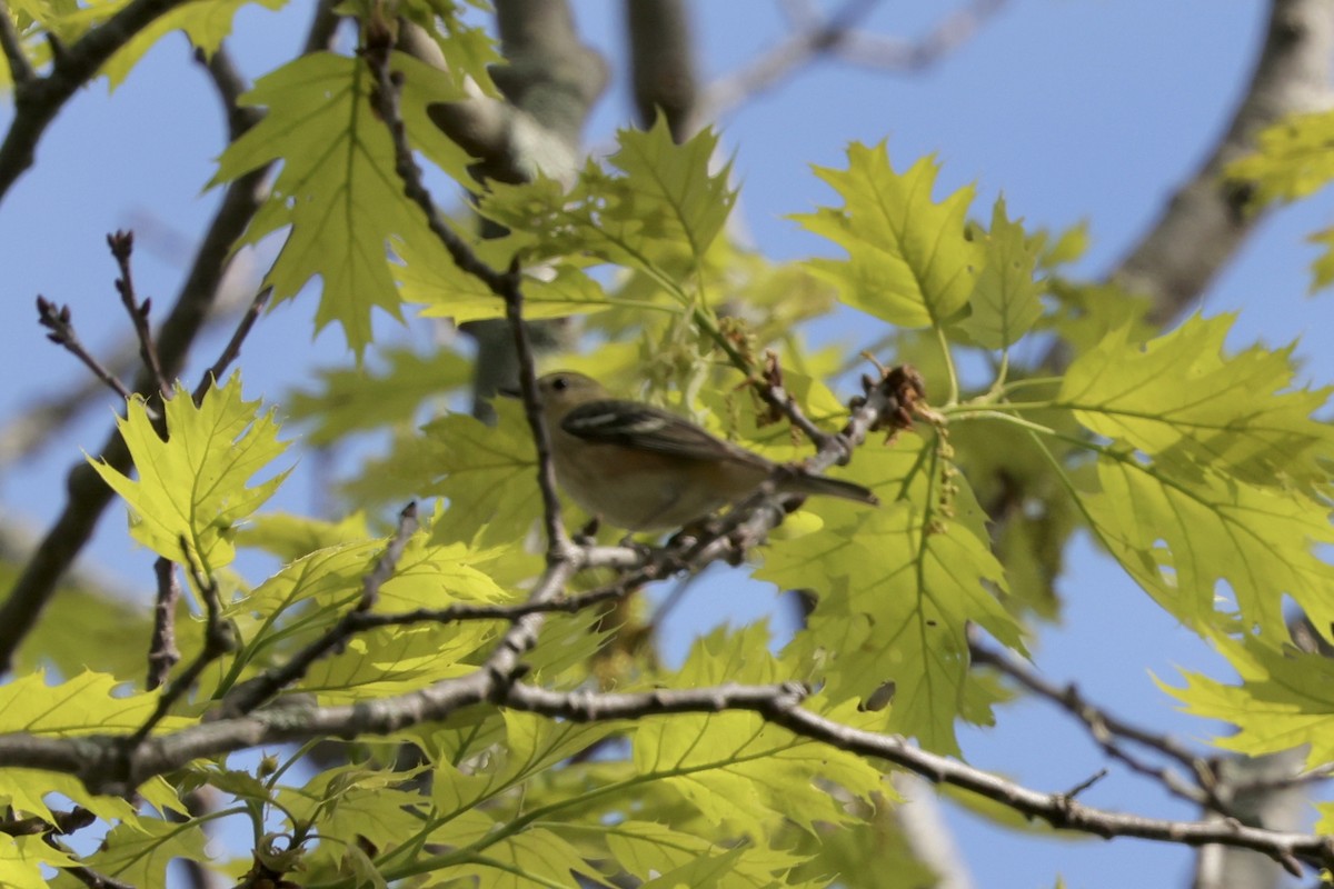 Bay-breasted Warbler - Bruce Cole