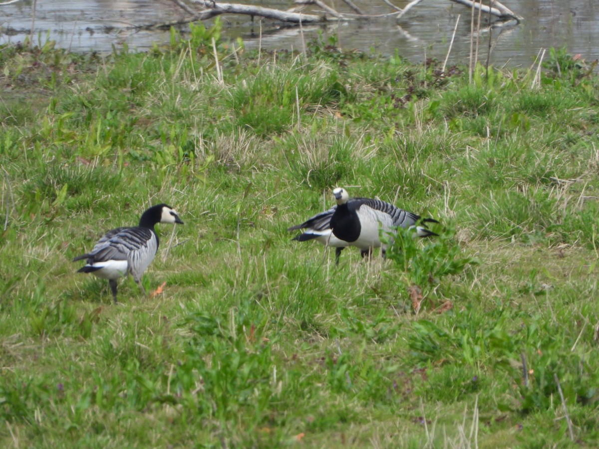 Barnacle Goose - Andy Hannaford