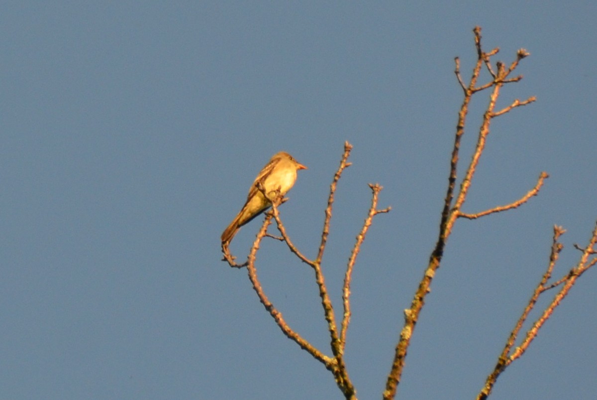 Eastern Wood-Pewee - Mary Brenner