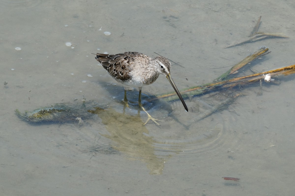 Long-billed Dowitcher - Taylor Yarborough