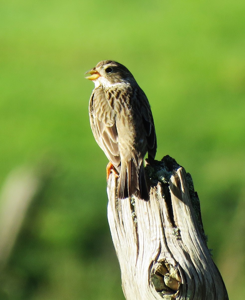 Corn Bunting - Carmelo de Dios