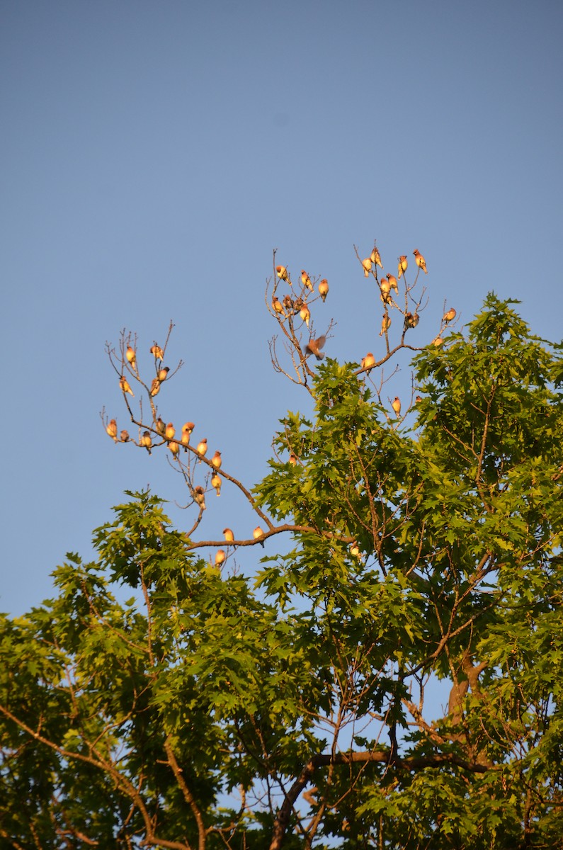 Cedar Waxwing - Mary Brenner