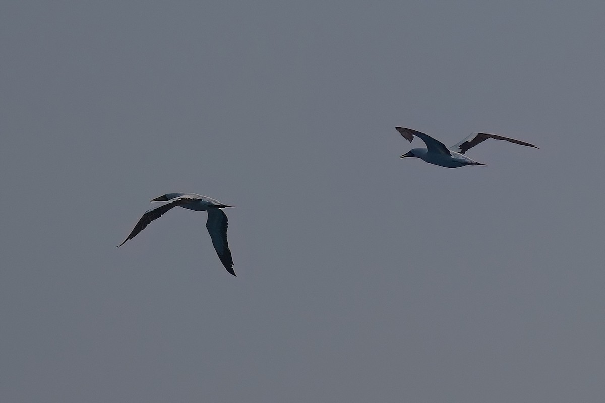 Masked Booby - ML619446066