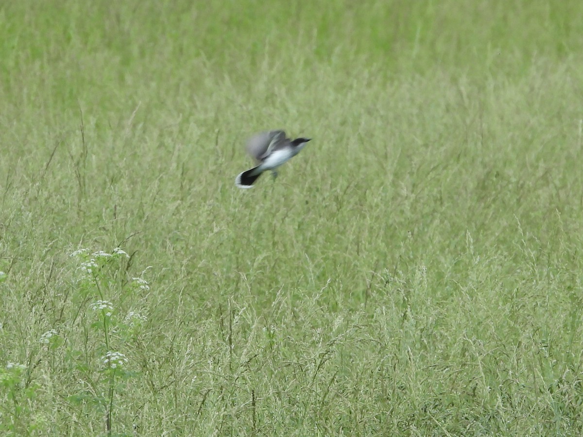 Eastern Kingbird - Karen & Tom Beatty