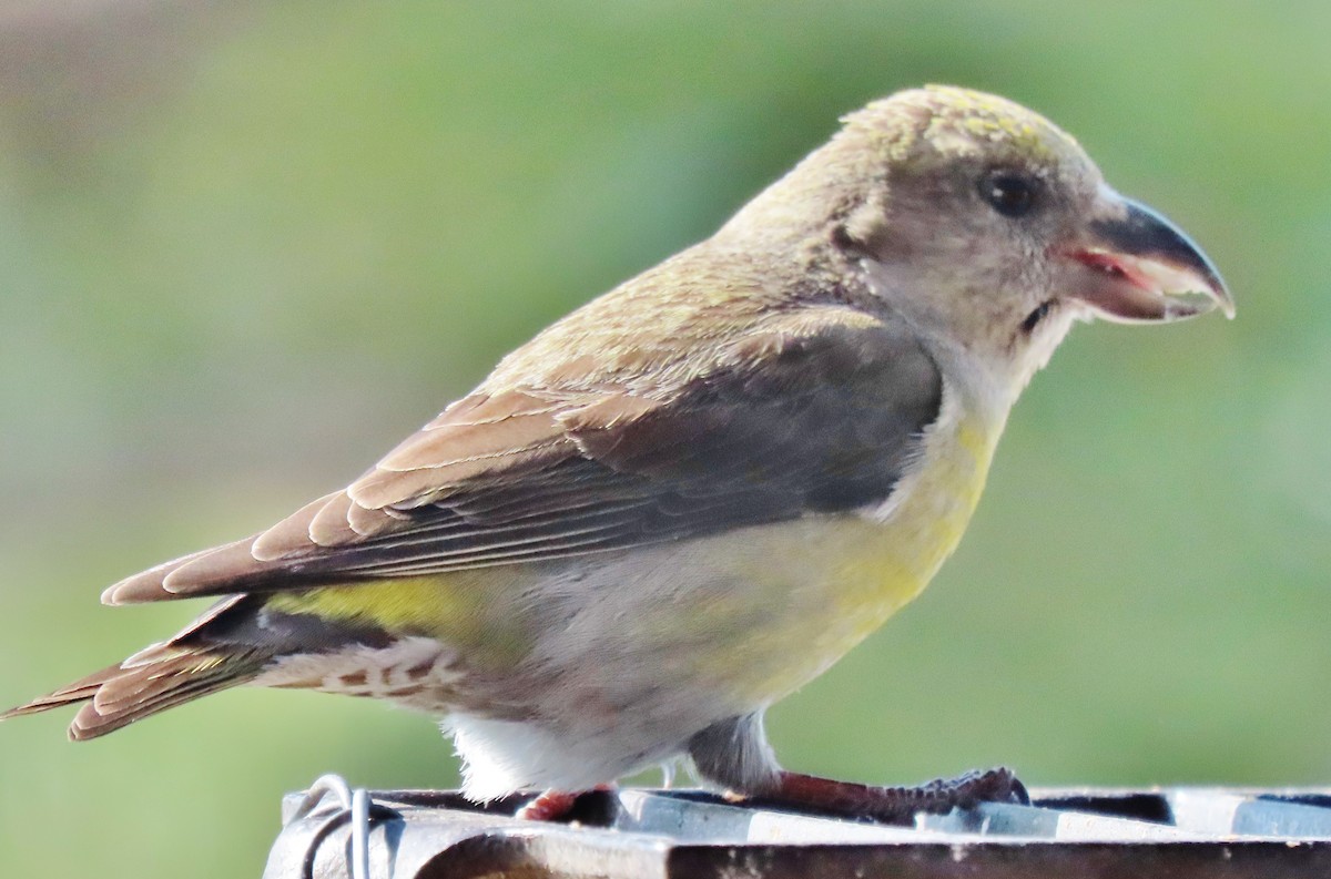 Red Crossbill - peter weber