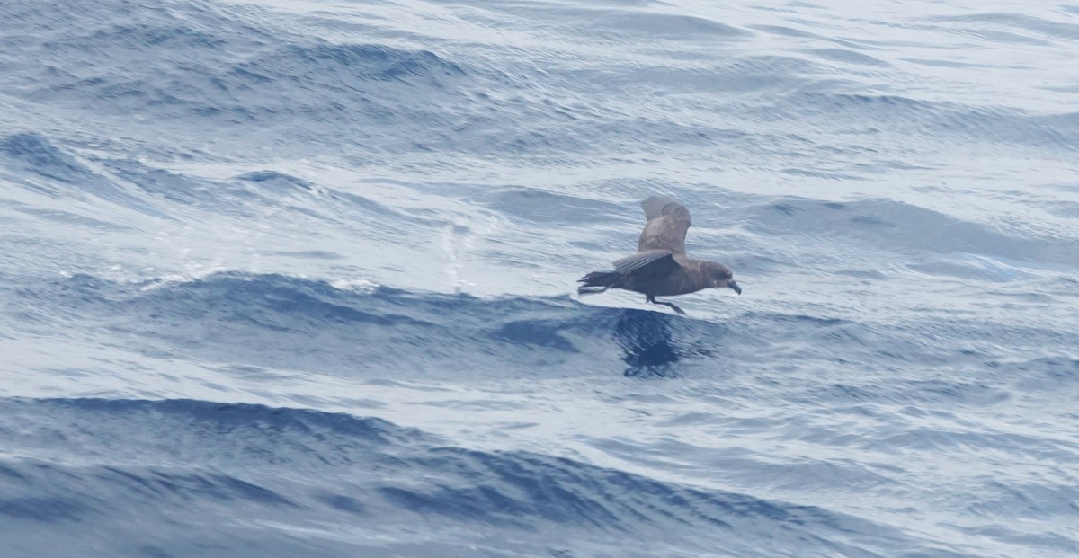 Gray-faced Petrel - Christian Doerig