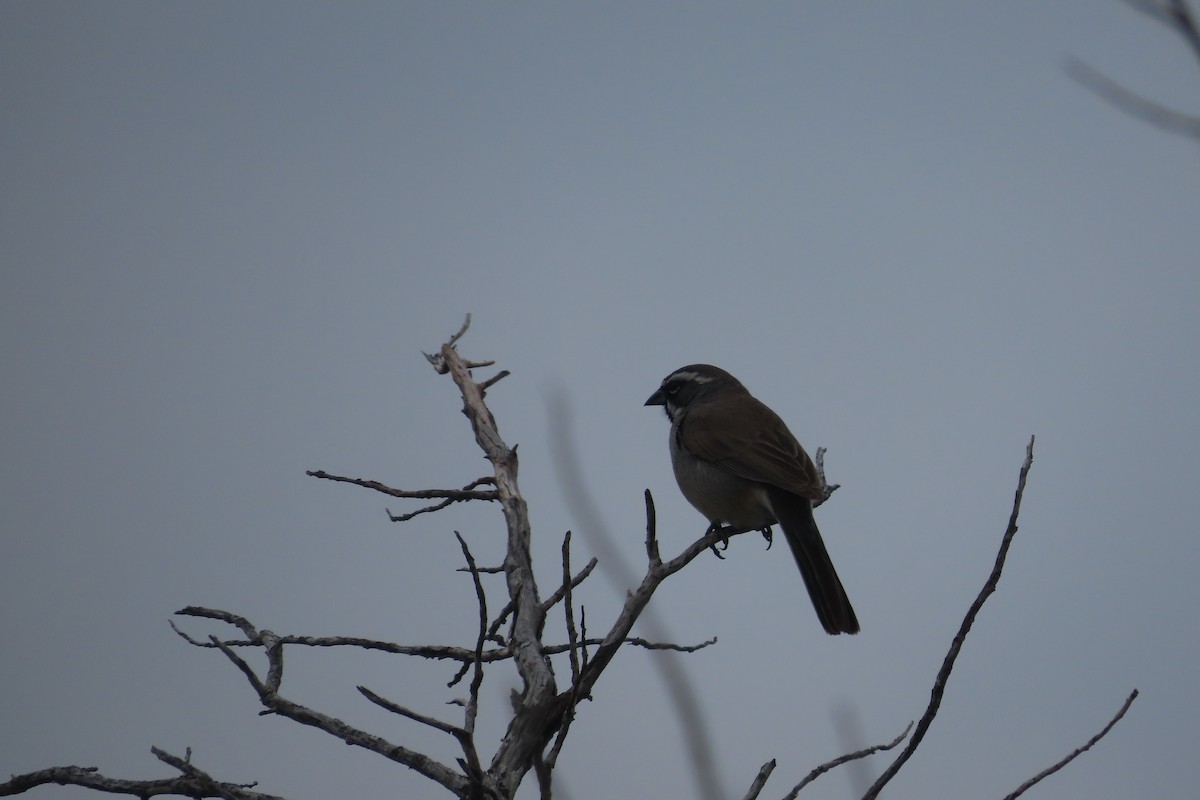 Black-throated Sparrow - David Brinkman