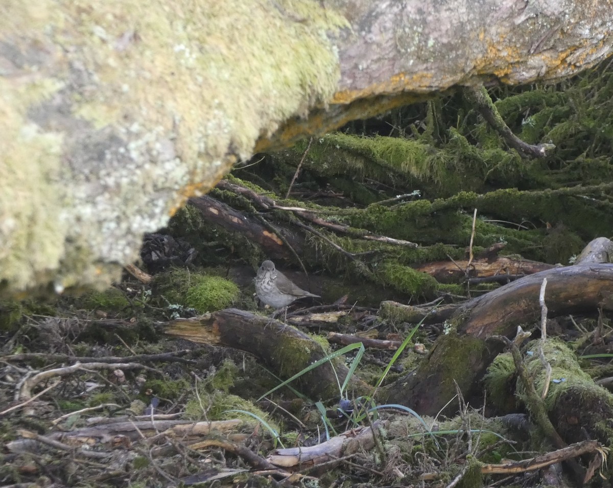 Gray-cheeked Thrush - Marty Freeland