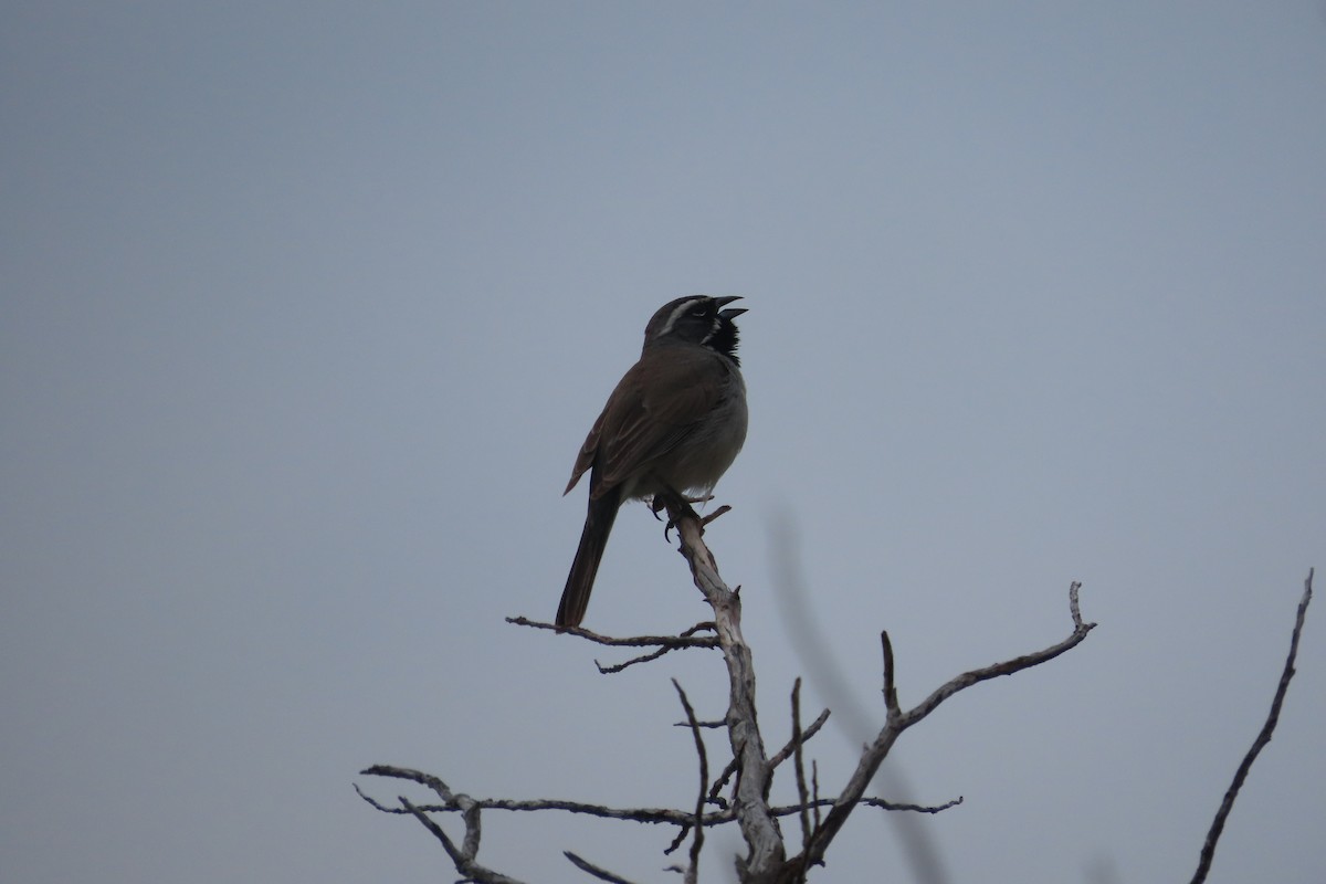 Black-throated Sparrow - David Brinkman