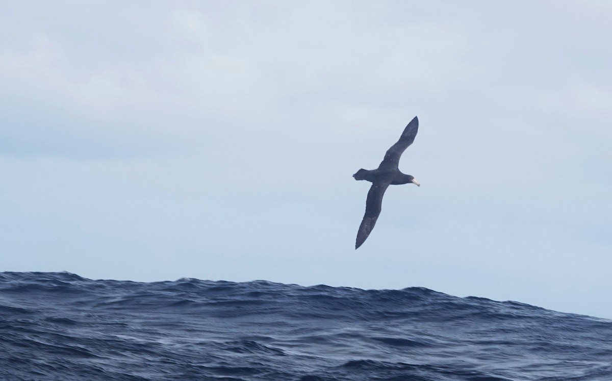 Southern Giant-Petrel - ML619446106