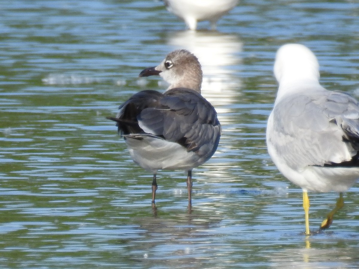 Laughing Gull - ML61944611