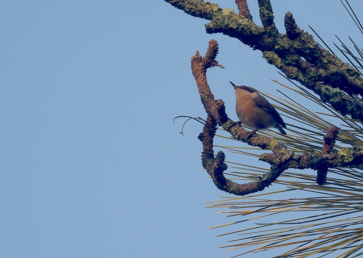 Brown-headed Nuthatch - Christine Rowland