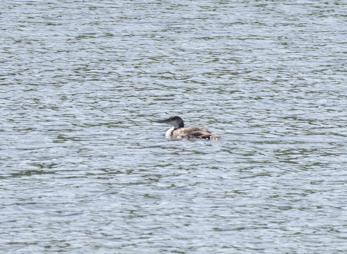 Common Loon - Glenn Koppel