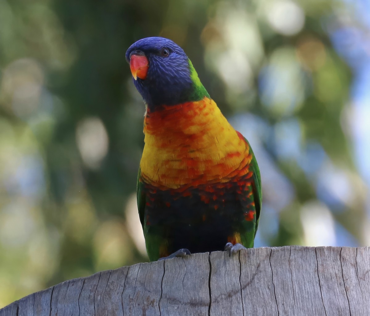 Rainbow Lorikeet - David Ekdahl