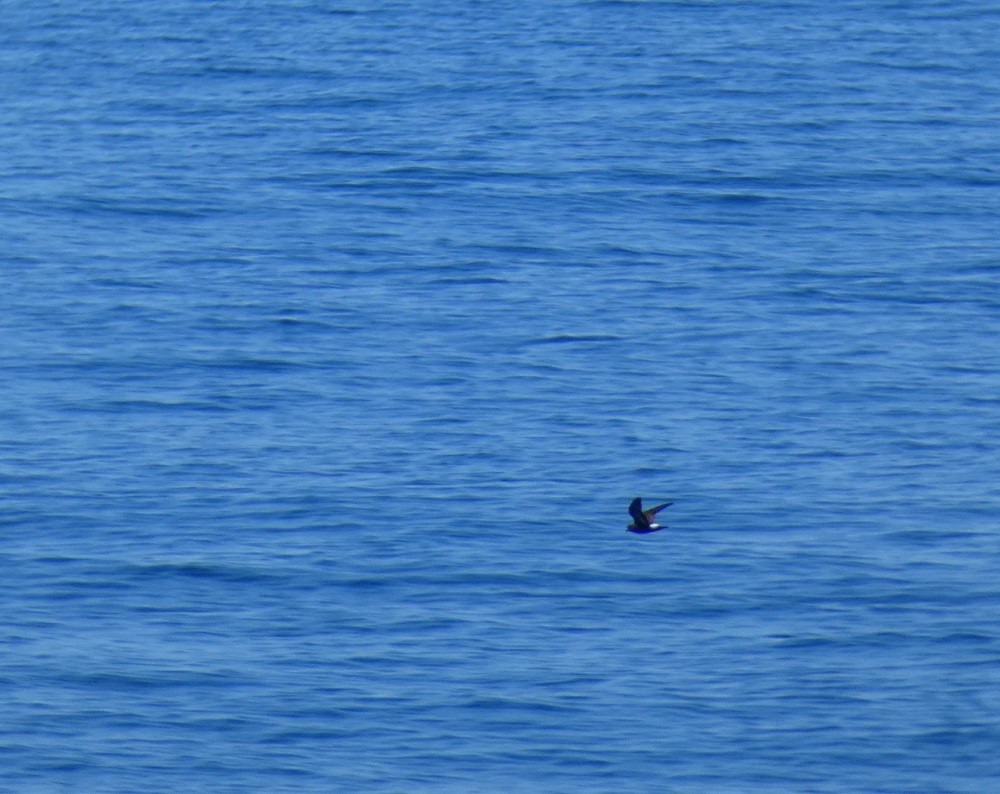 European Storm-Petrel - Vicente Tamarit Garcerá