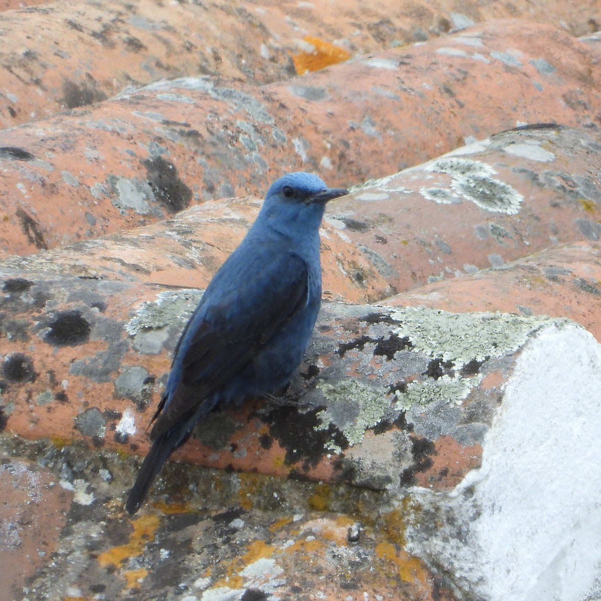 Blue Rock-Thrush - Teresa Cohen