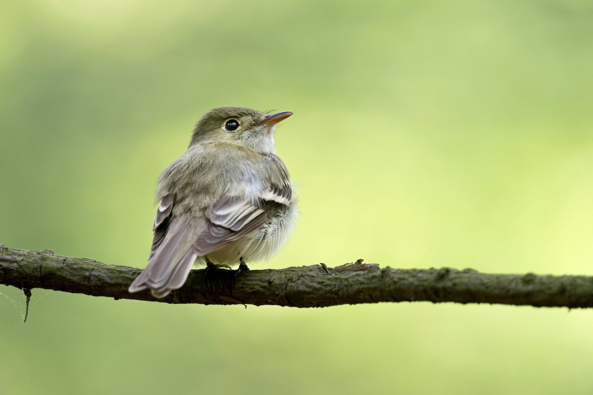 Acadian Flycatcher - Jack Belleghem